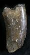 Tyrannosaur Tooth (T-Rex or Nanotyrannus) #28467-1